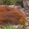 Coprosma brunnea (Brown Stemmed Coprosma)