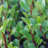 Griselinia Canterbury (Kapuka, Broadleaf)