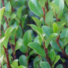 Griselinia Canterbury (Kapuka, Broadleaf)