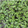Leptinella squalida (Brass Buttons)