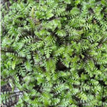 Leptinella squalida (Brass Buttons)