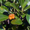 Coprosma lucida (Shining Karamu)