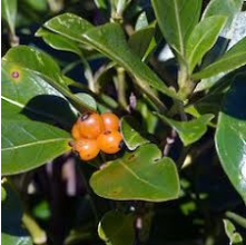 Coprosma lucida (Shining Karamu)