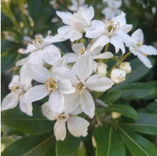 Choisya ternata (Mexican Orange Blossom)