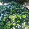 Choisya ternata (Mexican Orange Blossom)