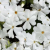 Phlox subulata White (Moss Phlox White Flower)