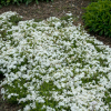 Phlox subulata White (Moss Phlox White Flower)