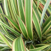 Phormium Tricolour