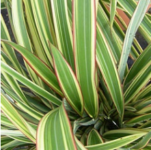 Phormium Tricolour