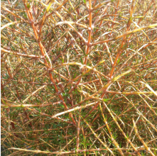 Coprosma Lobster (Needle-leaved Mountain Coprosma)