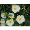 Cistus bennetts white (Rockrose)