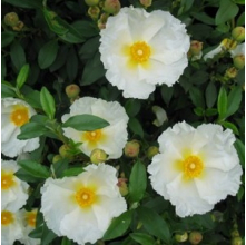 Cistus Bennett's White (Rock Rose)