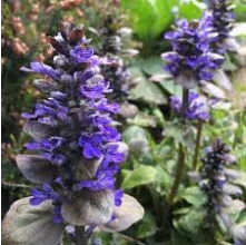 Ajuga reptans (Bugleweed)