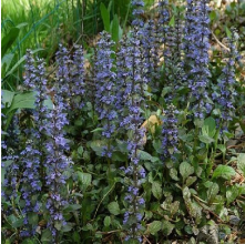 Ajuga reptans (Bugleweed)