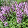 Ajuga reptans (Bugleweed)