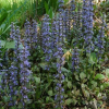 Ajuga reptans (Bugleweed)