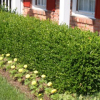 Euonymus fortunei Emerald Gem (Winter Creeper Euonymus)