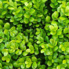 Buxus Green Gem (Dwarf Box Hedge)