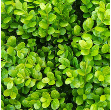 Buxus Green Gem (Dwarf Box Hedge)