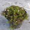 Leptinella filiformis (Slender Button Daisey)