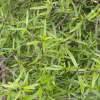 Coprosma linariifolia (Mikimiki, Yellow Wood)