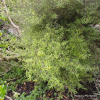 Coprosma linariifolia (Mikimiki, Yellow Wood)