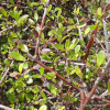 Coprosma rubra