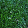 Ophiopogon planiscapus (Green Mondo Grass)