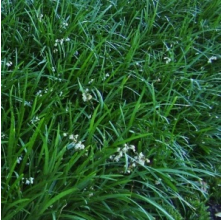 Ophiopogon planiscapus (Green Mondo Grass)
