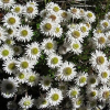 Anaphalioides bellidioides (Everlasting Daisy)