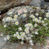 Anaphalioides bellidioides (Everlasting Daisy)