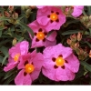 Cistus brilliancy (Rockrose)
