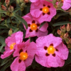 Cistus Brilliancy (Rock Rose)