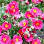Pink Rock-Rose (Helianthemum Pink)