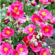Helianthemum Pink (Pink Rock Rose)