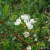 Luma apiculata (Myrtus luma, Chilean Myrtle)