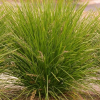 Lomandra Lime Tuff