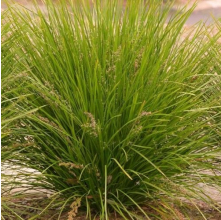 Lomandra Lime Tuff