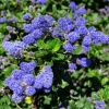 Ceanothus prostrata (Californian Lilac)