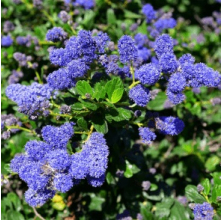 Ceanothus prostrata (Californian Lilac)