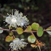 Lophomyrtus obcordata (Rōhutu)