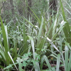Astelia grandis (Kakaha, Swamp Astelia)