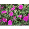 Cistus sunset (Rockrose)