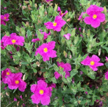 Cistus Sunset (Rock Rose)