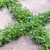 Dichondra repens (Kidney Weed)