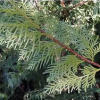 Cupressus Ovensii (Ovens Cypress)