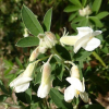 Chamaecytisus palmensis (Tree Lucerne, Tagasaste)