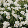 Armeria White (Thrift White)