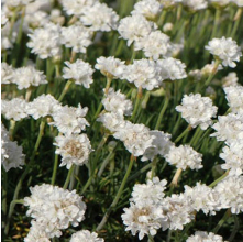 Armeria White (Thrift White)