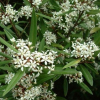 Phebalium squameum (Satin Wood)